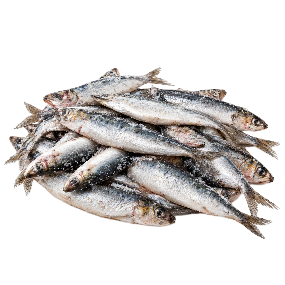 Sardinen (Sardela) aus Griechenland "Four Fish" 1kg
